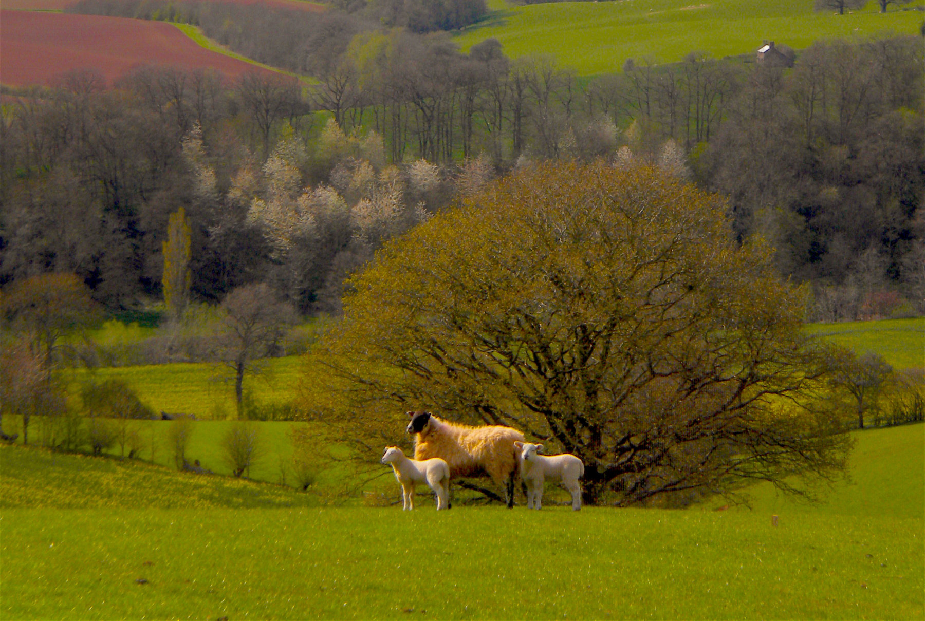 Upton Snodsbury Fox Town and Country Homes